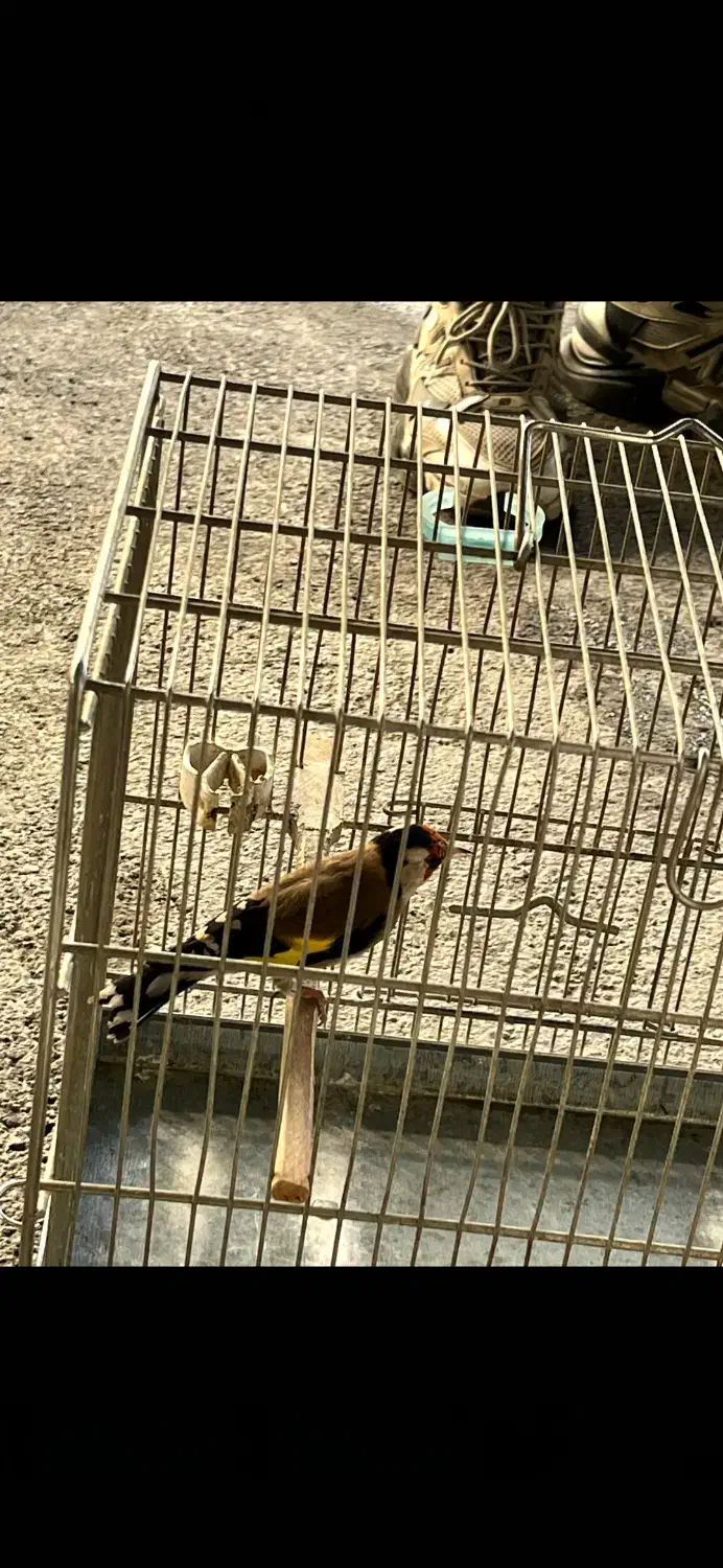 سهرە نر|پرنده|سردشت, |دیوار