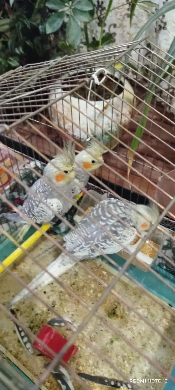 عروس هلندی دستی و رام با قیمتی بسیارمناسب|پرنده|کنگاور, |دیوار