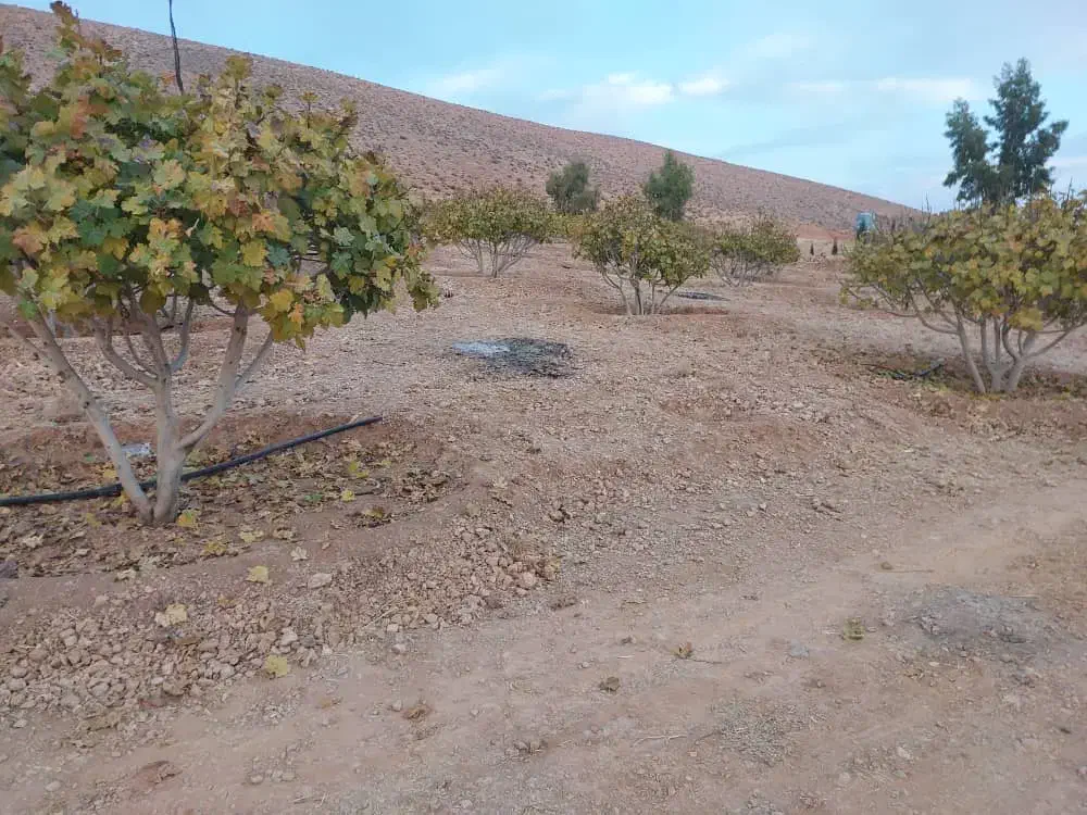 هرس و تمامی خدمات باغداری|خدمات باغبانی و درختکاری|داراب, |دیوار