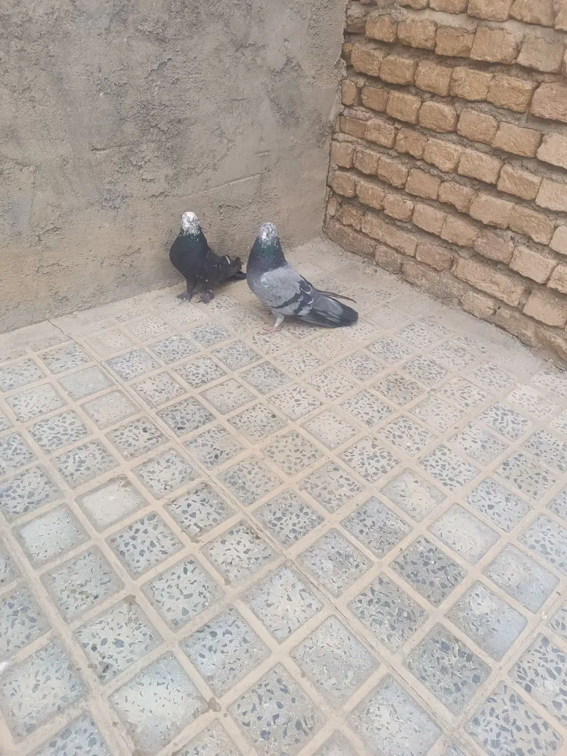 کفترپر کنده|پرنده|شهرکرد, |دیوار