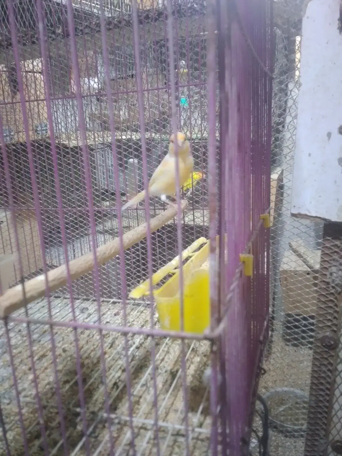 قناری|پرنده|بندرعباس, |دیوار