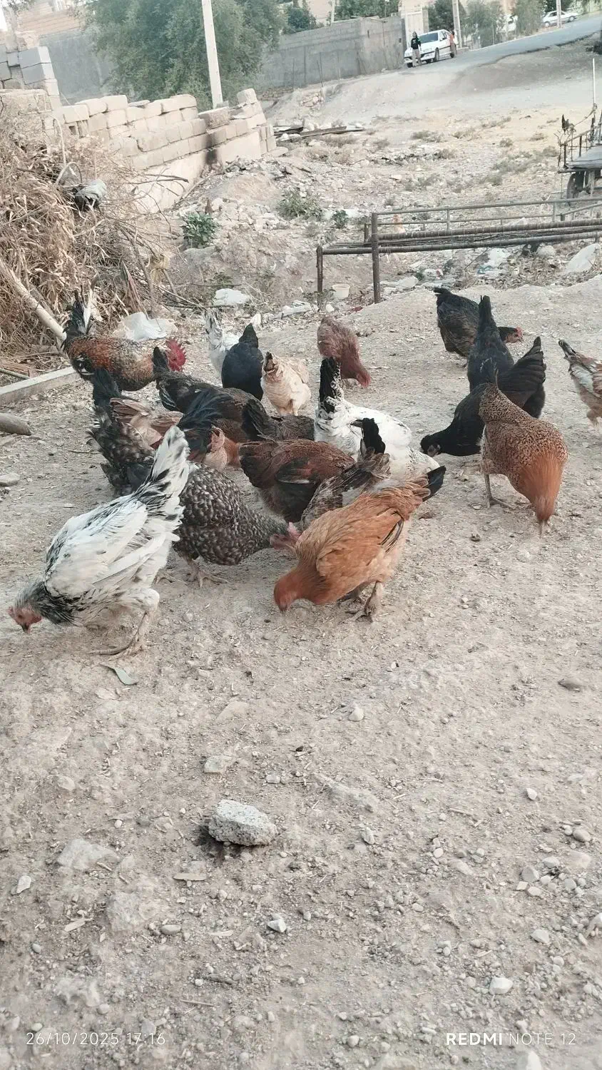 مرغ و خروس و ناردونگ و روغن زیتون|حیوانات مزرعه|دهدشت, |دیوار