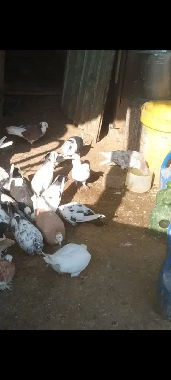 کبوتر پرشی|پرنده|رشت, یخسازی|دیوار