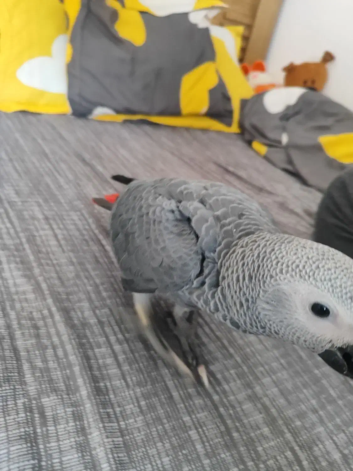 جوجه کاسکو|پرنده|اصفهان, باغ زرشک|دیوار