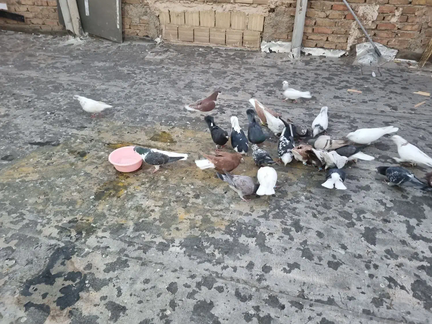 کفترا پرشی رنگی|پرنده|قزوین, |دیوار