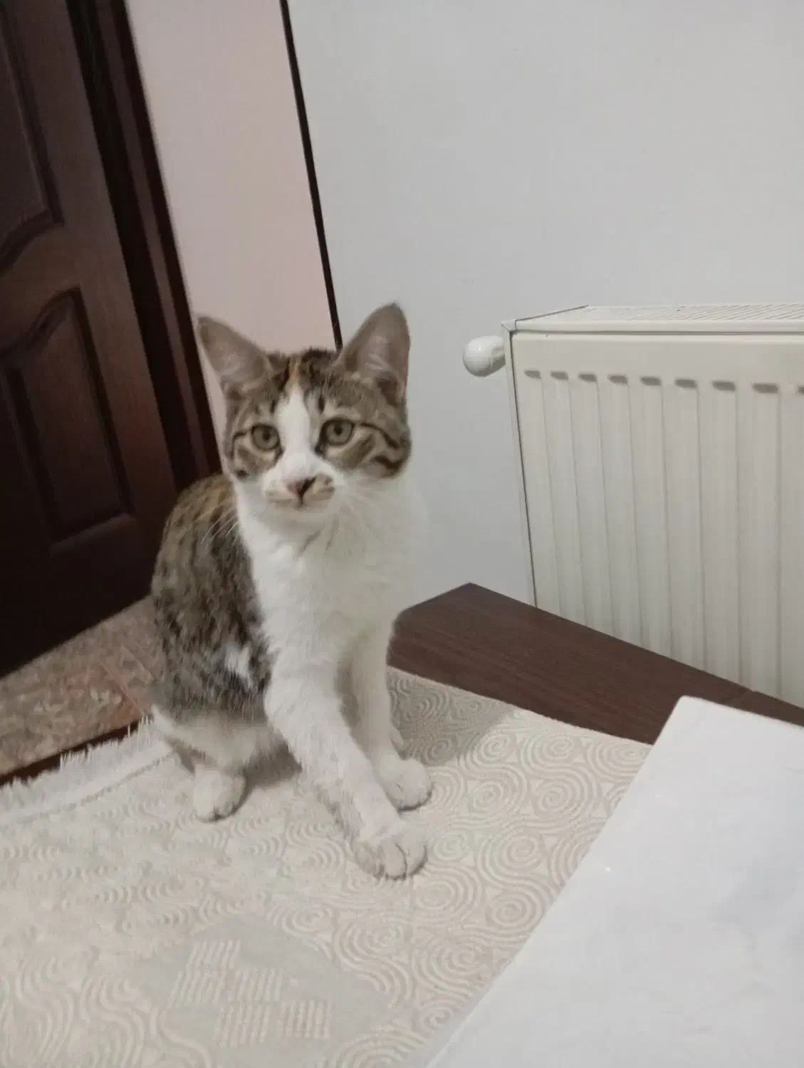 گربه ماده|گربه|قم, پردیسان|دیوار