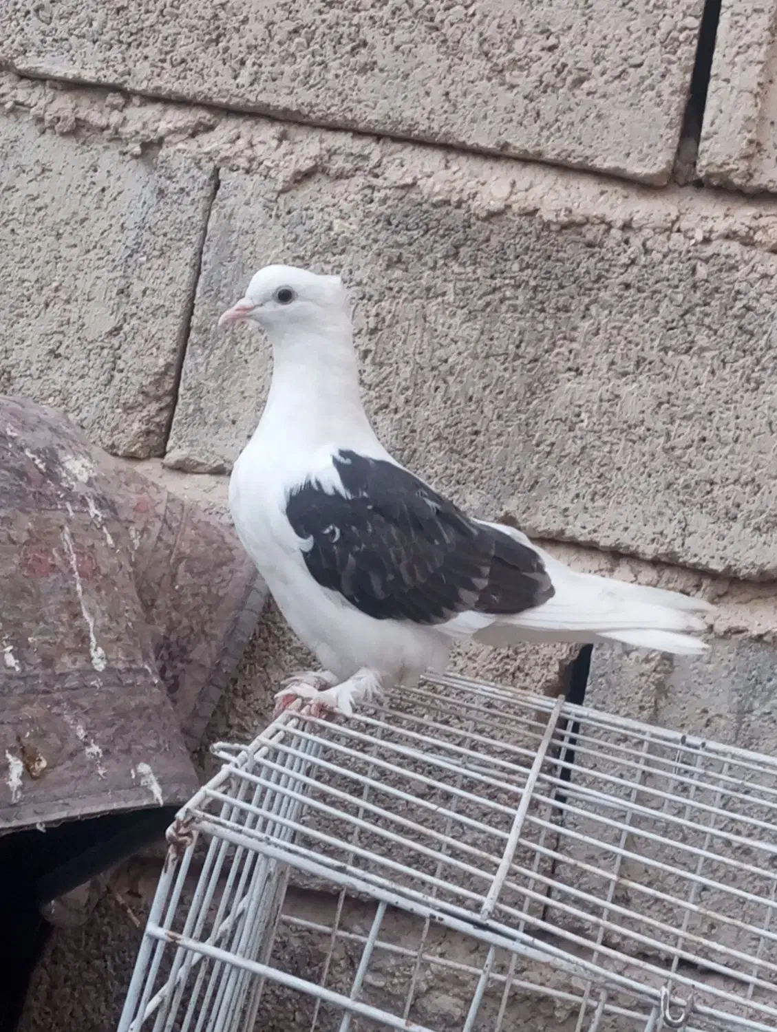 پلاکی و دوکت|پرنده|بندر گناوه, |دیوار