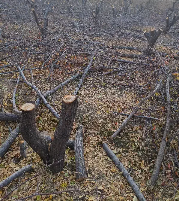 چوب زردالو|مصالح و تجهیزات ساختمان|بسطام, |دیوار