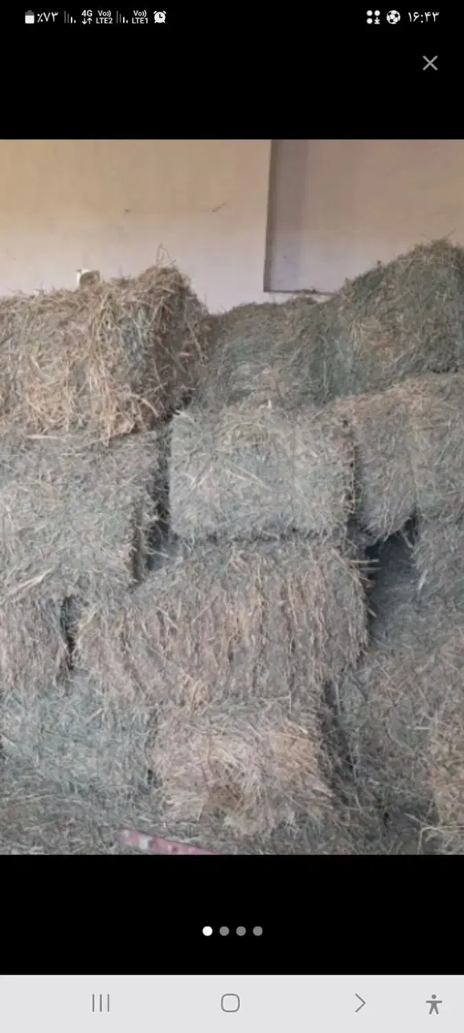 یونجه|لوازم جانبی حیوانات|میاندوآب, |دیوار