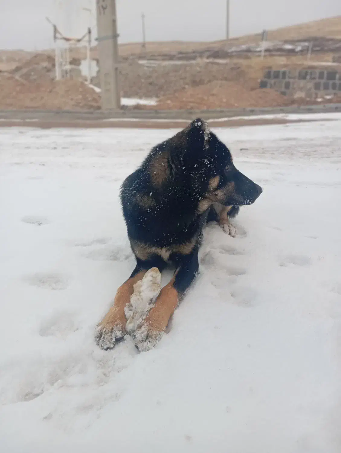 سگ سگ سگ|سگ|زنجان, |دیوار