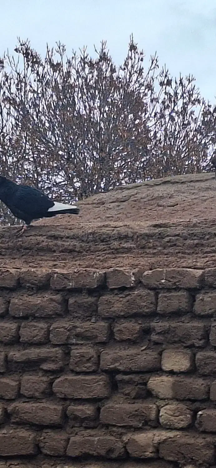 گم شده|حیوانات|زرند, |دیوار