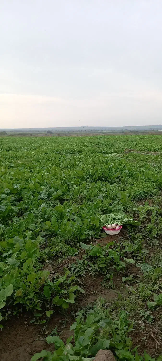 ترب سفید|عمدهفروشی|اصلاندوز, |دیوار