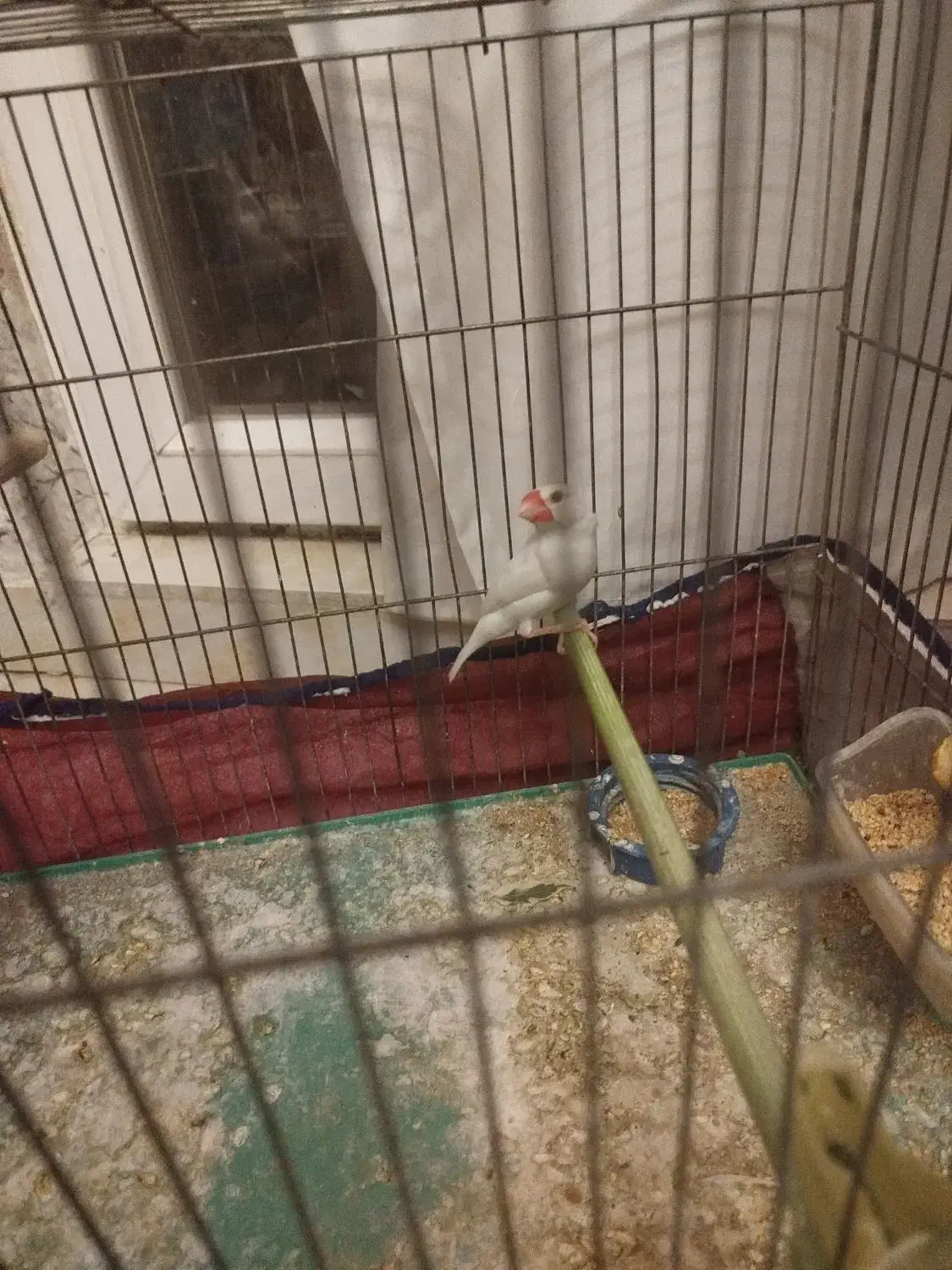 فنچ نرگسی|پرنده|سهند, |دیوار