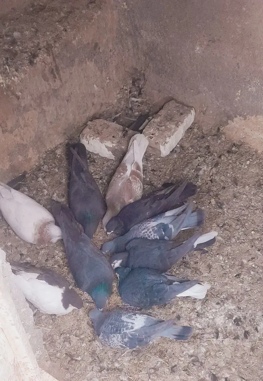 کبوتر|پرنده|بیرجند, |دیوار