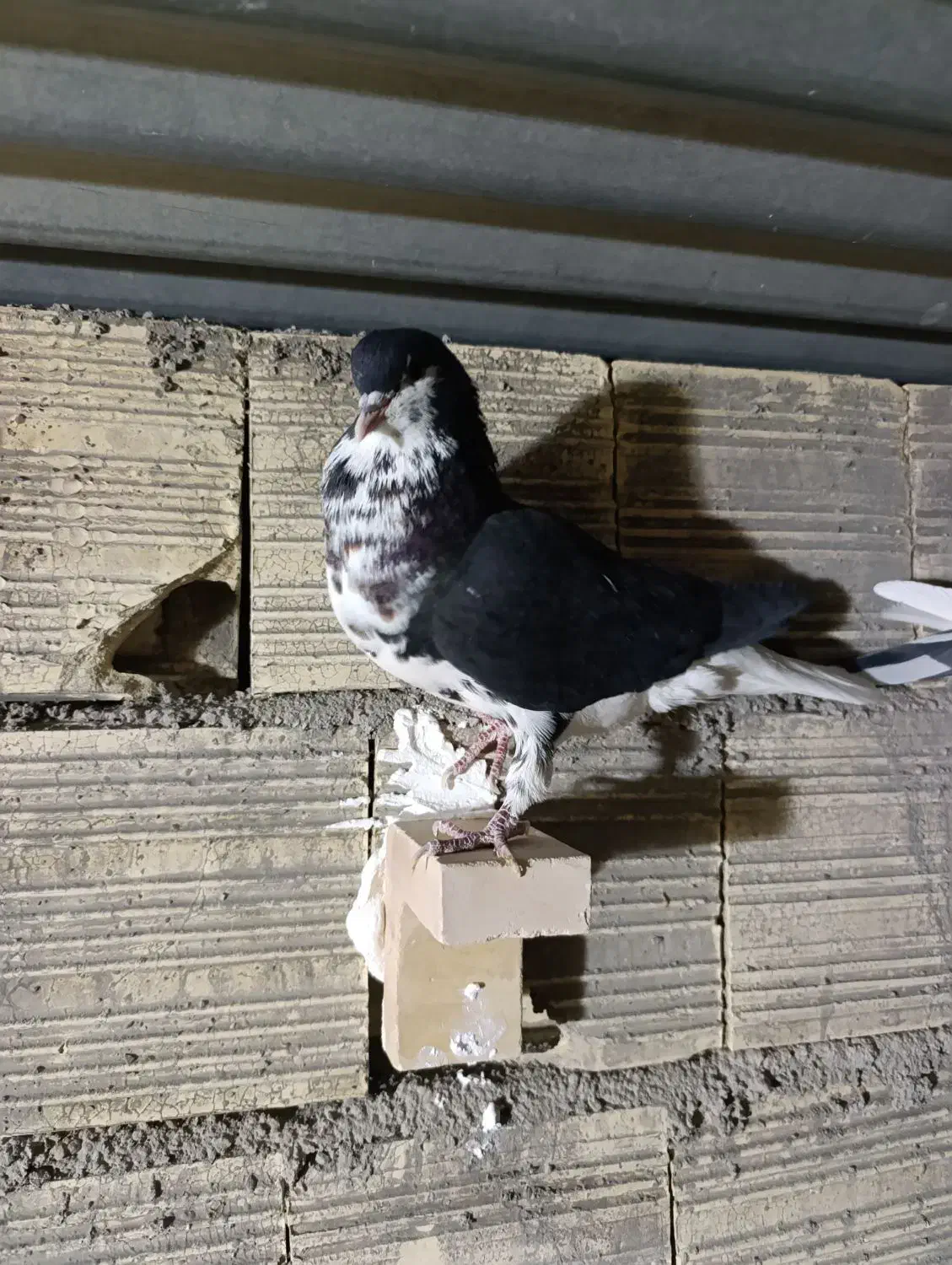 کبوتر ۲۵۰|پرنده|آباده, |دیوار