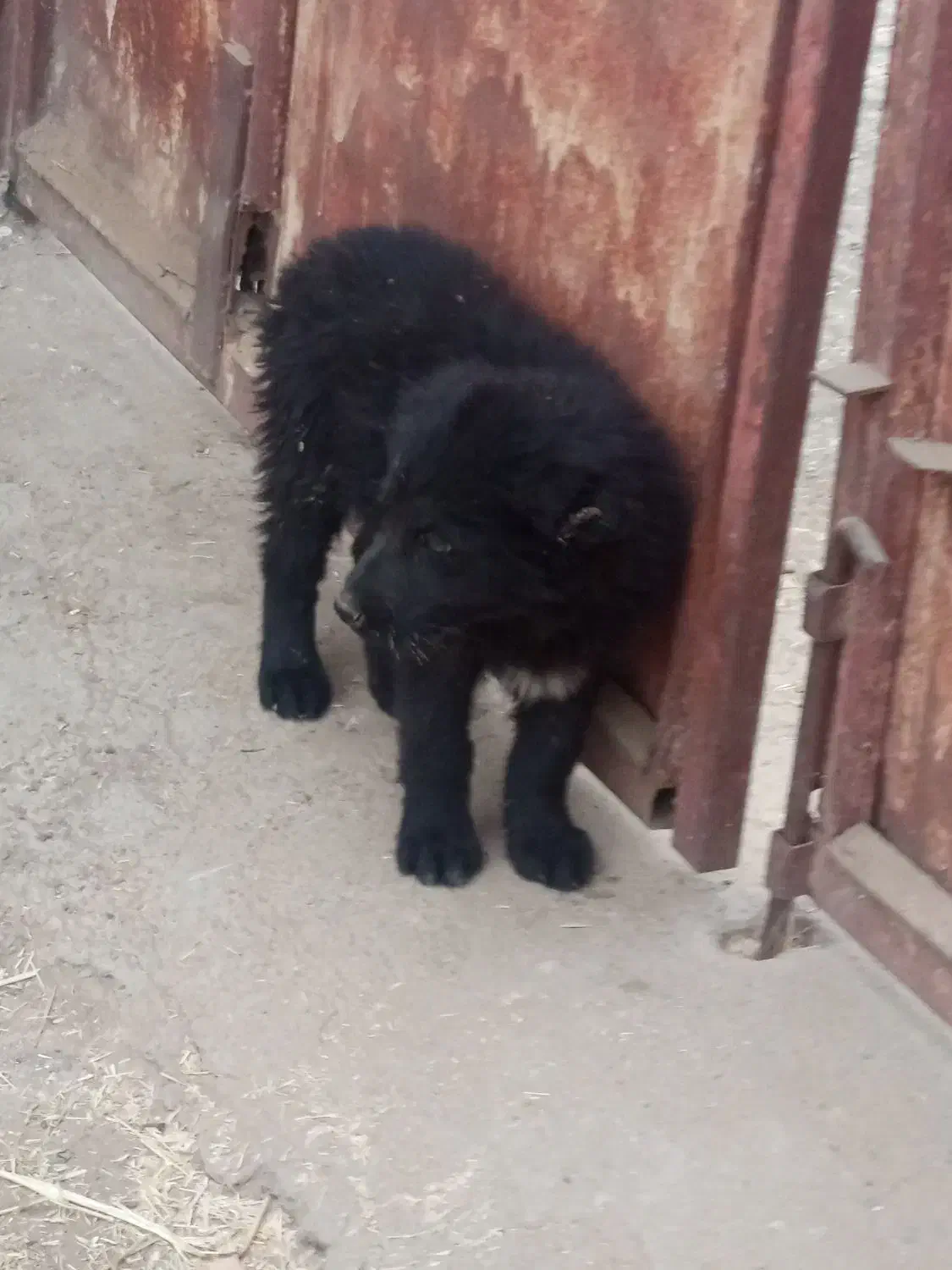 واگذاری واگذاری ماده|سگ|کاشان, طاهرآباد|دیوار