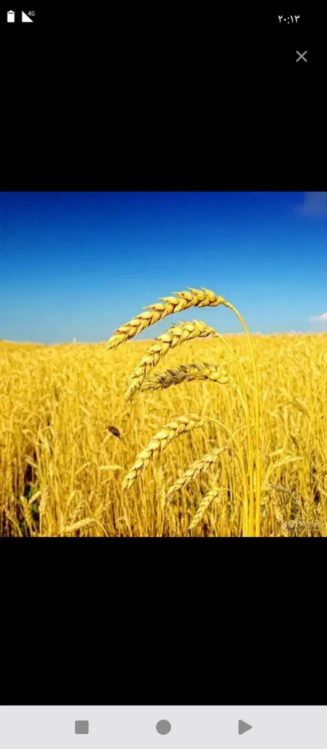 گندم بذری|خدمات باغبانی و درختکاری|سنگدوین, |دیوار