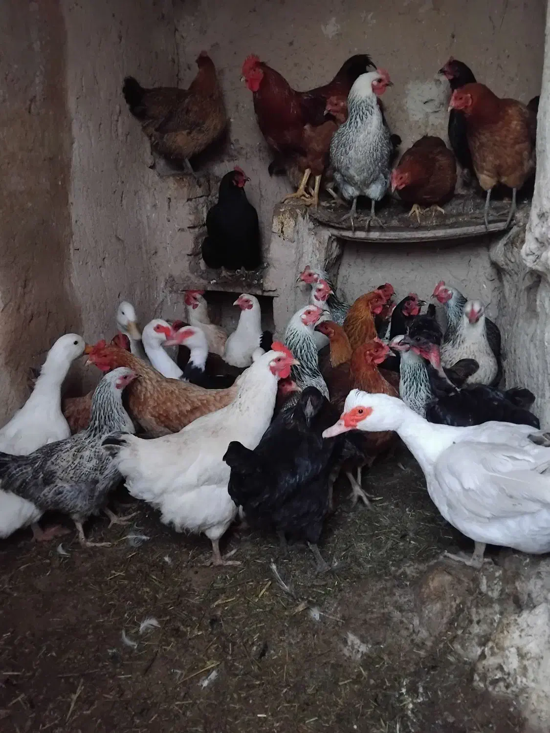 مرغ تخمگذار محلی|حیوانات مزرعه|شیروان (خراسان), |دیوار