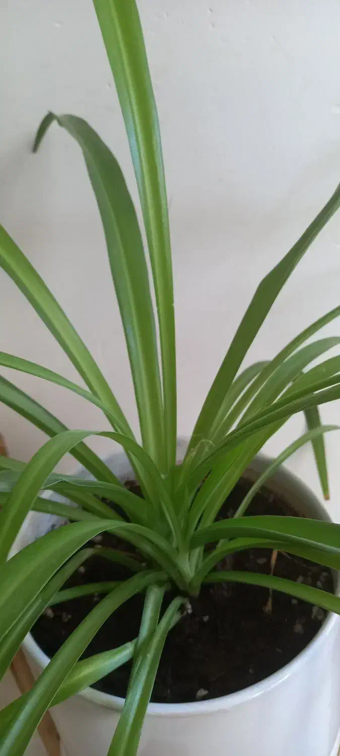 وسایل منزل|حراج|سنندج, |دیوار