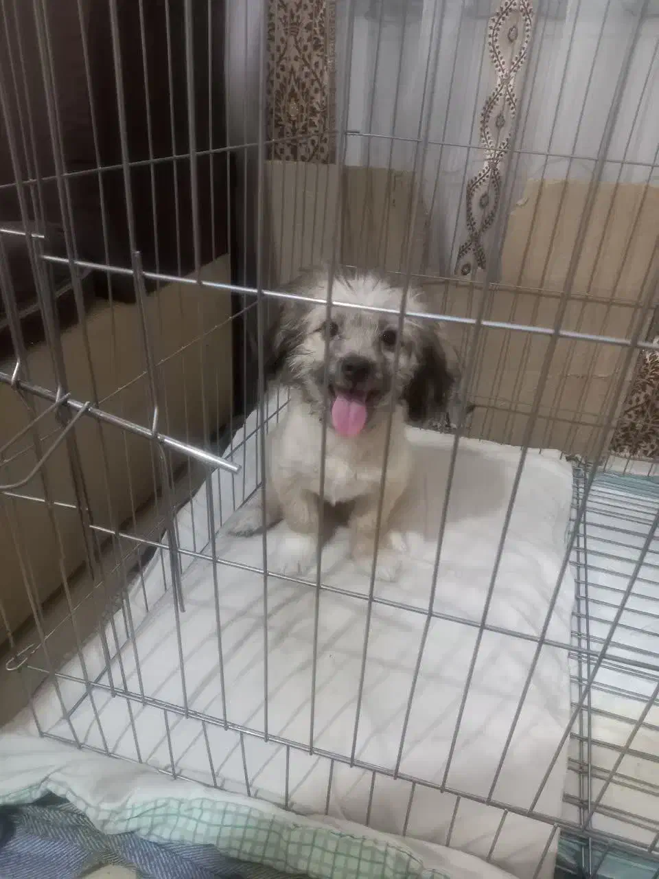 سگ شیتزو مامره ۲نیم ماهه سالم|سگ|مشهد, حضرت حجت|دیوار