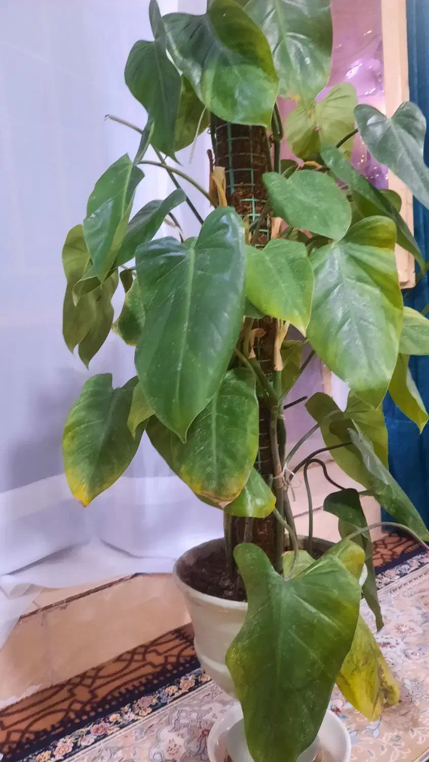 گیاه اپارتمانی فیلو دندون رونده|گل و گیاه طبیعی|سیب و سوران, |دیوار