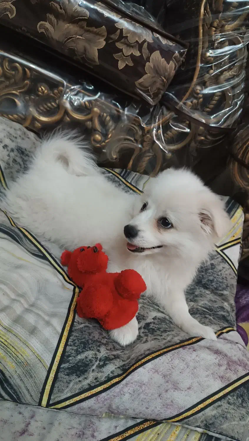 سگ پامر خرسی|سگ|کرج, خرمدشت|دیوار