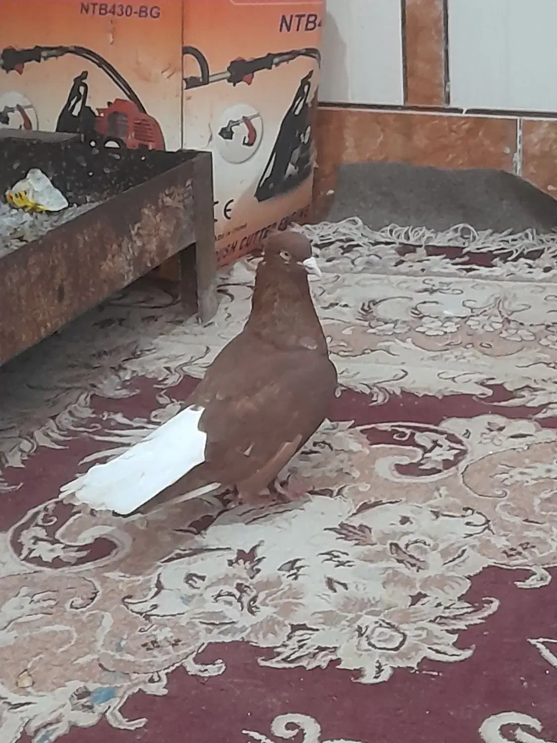 کبوتر|حیوانات|اهواز, شریعتی جنوبی|دیوار