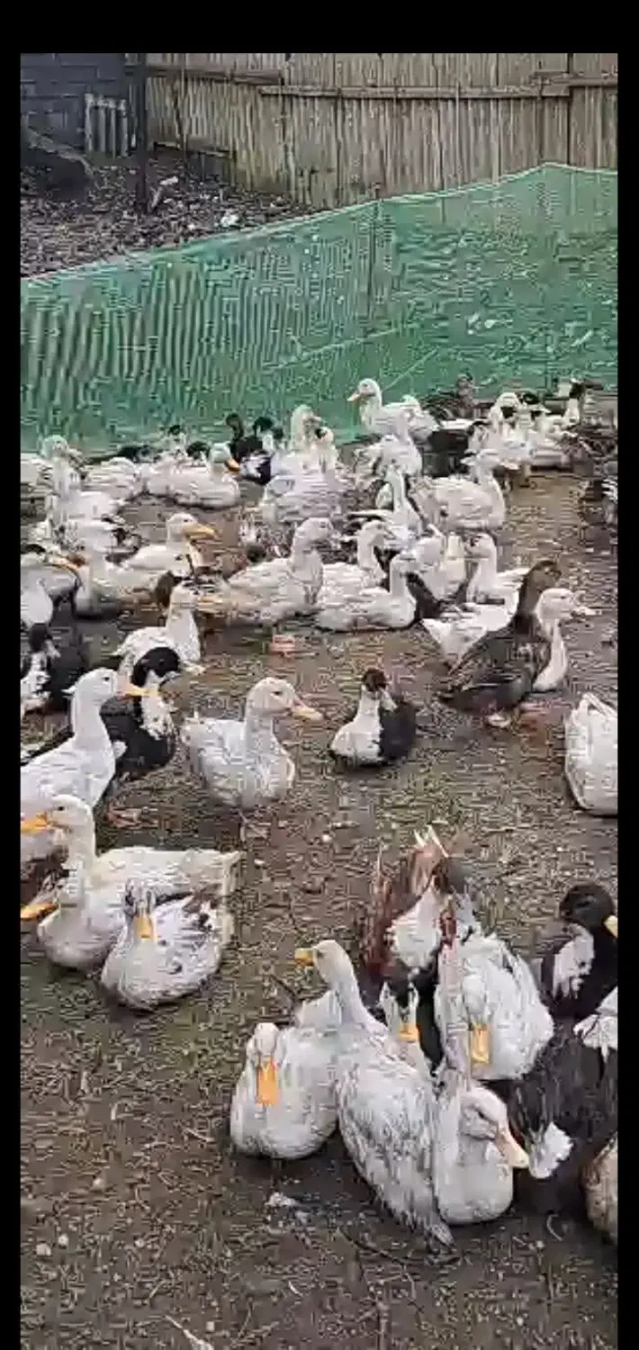 اردک محلی عمده موجوده|حیوانات مزرعه|رضوانشهر, |دیوار