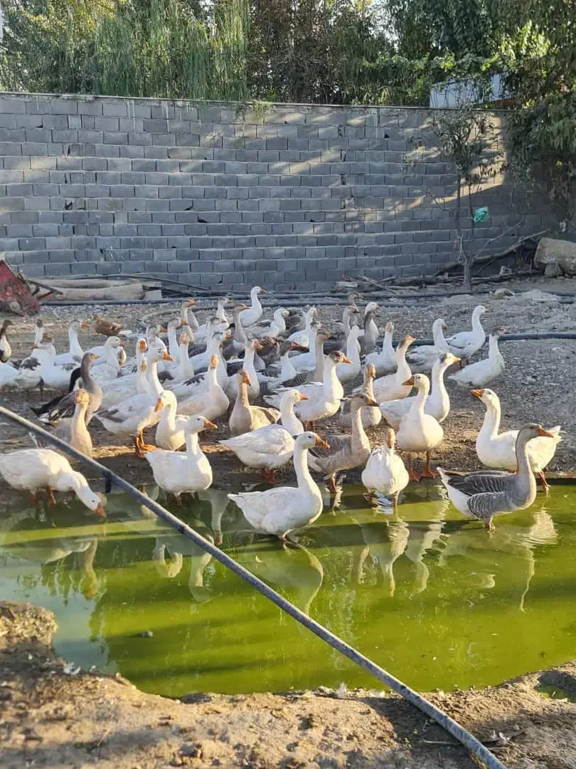 غاز نر.خروس محلی جوان|حیوانات مزرعه|هشتگرد, تهران دشت|دیوار