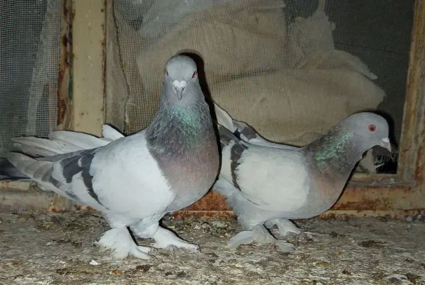 کفتر سوسنی بهبهانی|پرنده|شیراز, محمدیه|دیوار