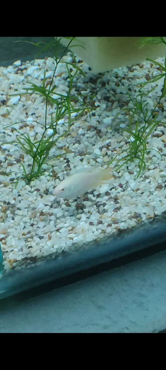 ماهی|ماهی|ساوه, |دیوار