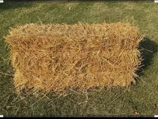 پیرس گندم|حیوانات مزرعه|اردبیل, |دیوار