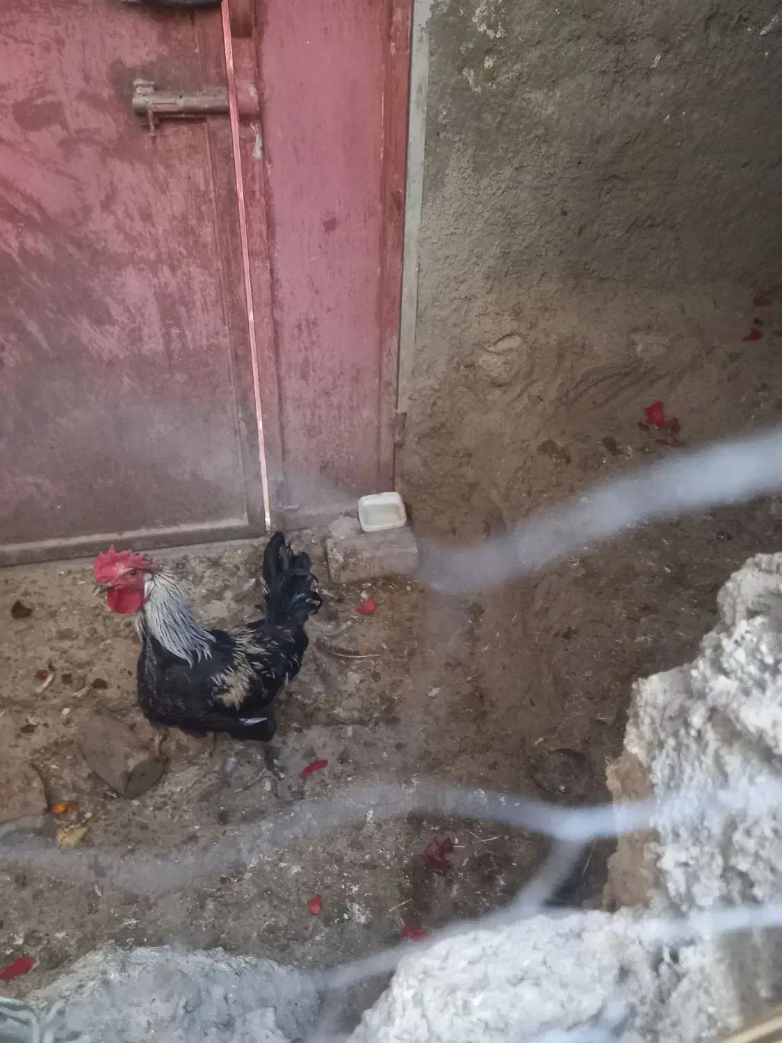 فروش خروس|حیوانات مزرعه|دهدشت, |دیوار