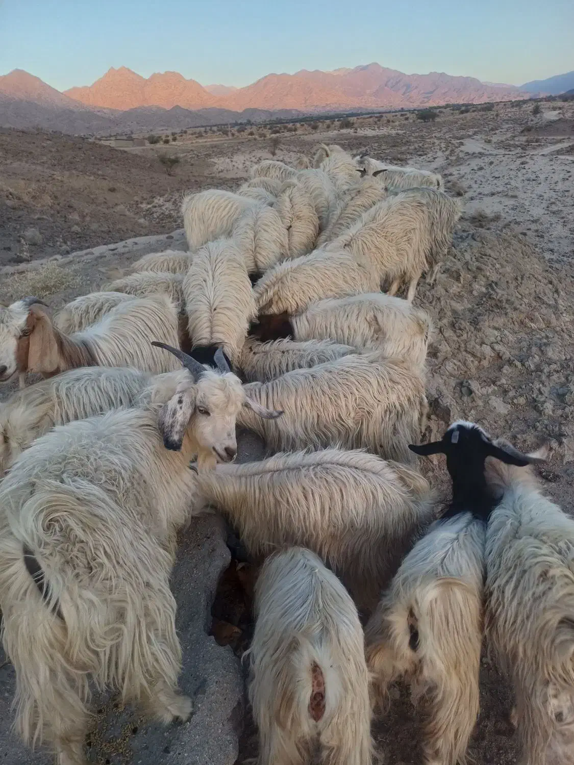 فروش گوسفند|حیوانات مزرعه|درب بهشت, |دیوار