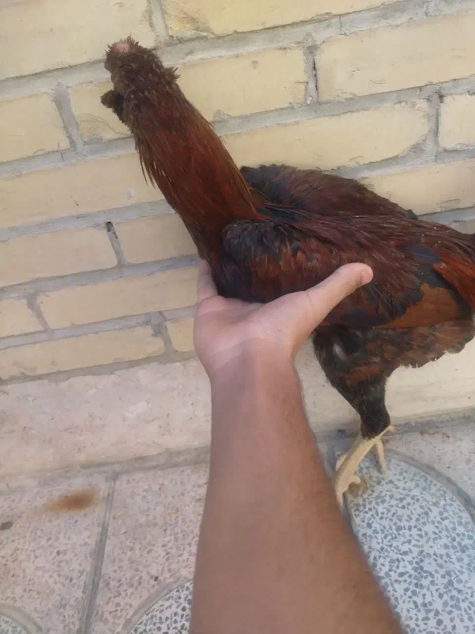 مرغ خروس لاری افغان|حیوانات مزرعه|مهریز, |دیوار