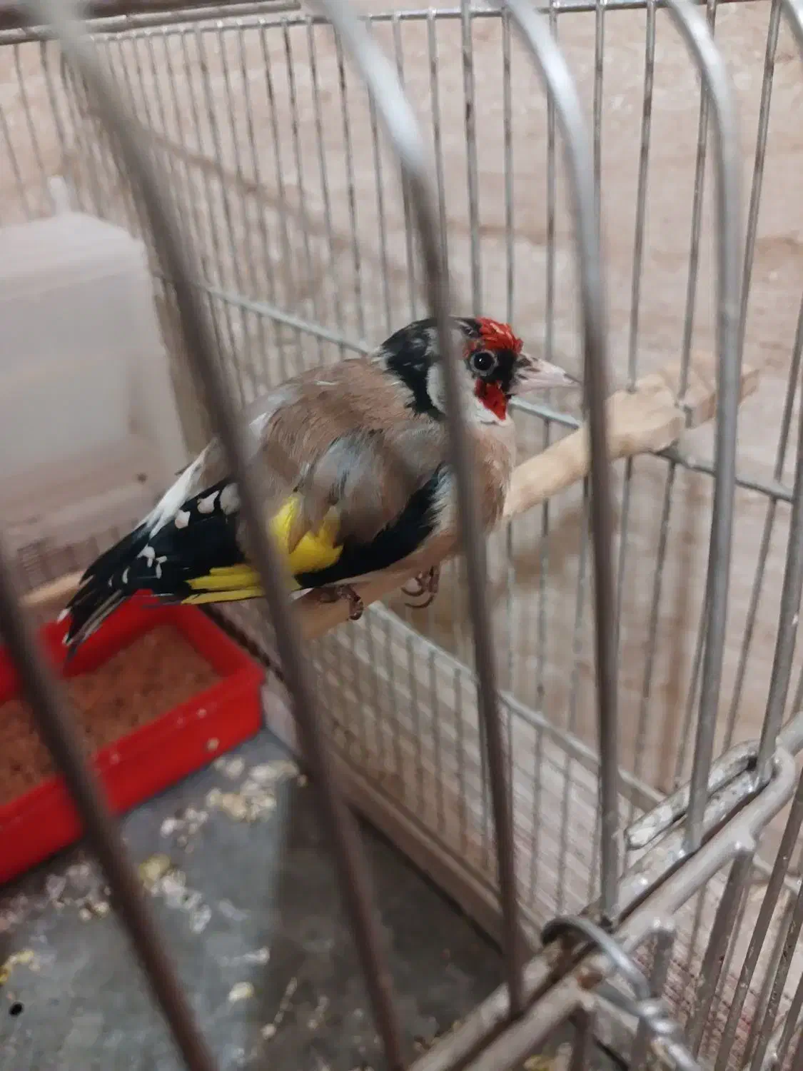 سهره اروپایی نر 3600با قفس|پرنده|نهبندان, |دیوار