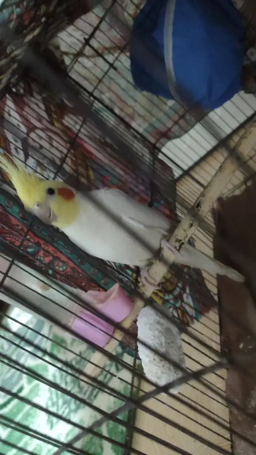 سالم|پرنده|گنبد کاووس, |دیوار