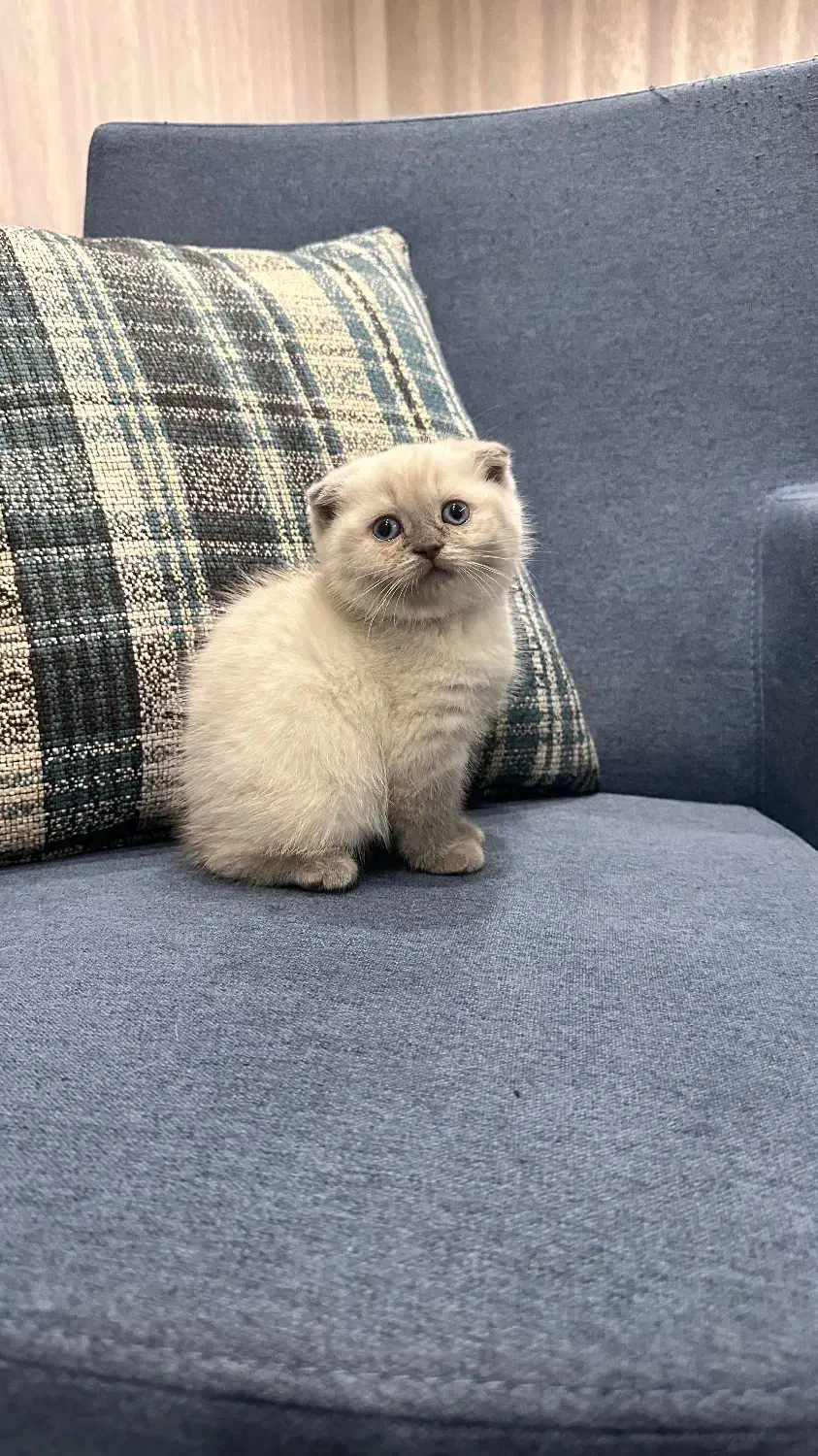 کربه اسکاتیش|گربه|یزد, |دیوار