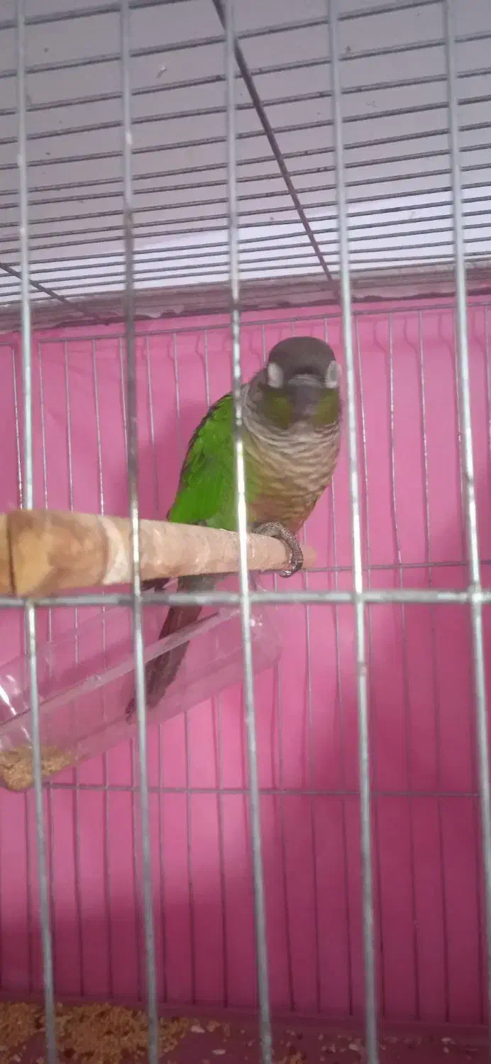 گرینچیک مولد خوشکل|پرنده|ابهر, |دیوار