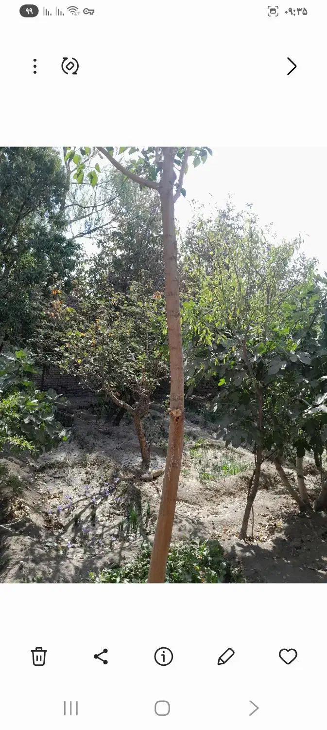 مقداری چوب ذغالی ودرخت های بادام توت گردو دیگر|خدمات باغبانی و درختکاری|رودهن, |دیوار