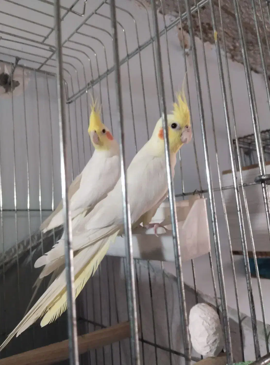 عروس هلندی جوان یک ماه تا دو ماهه لتینو چشم فالو|پرنده|چابهار, |دیوار