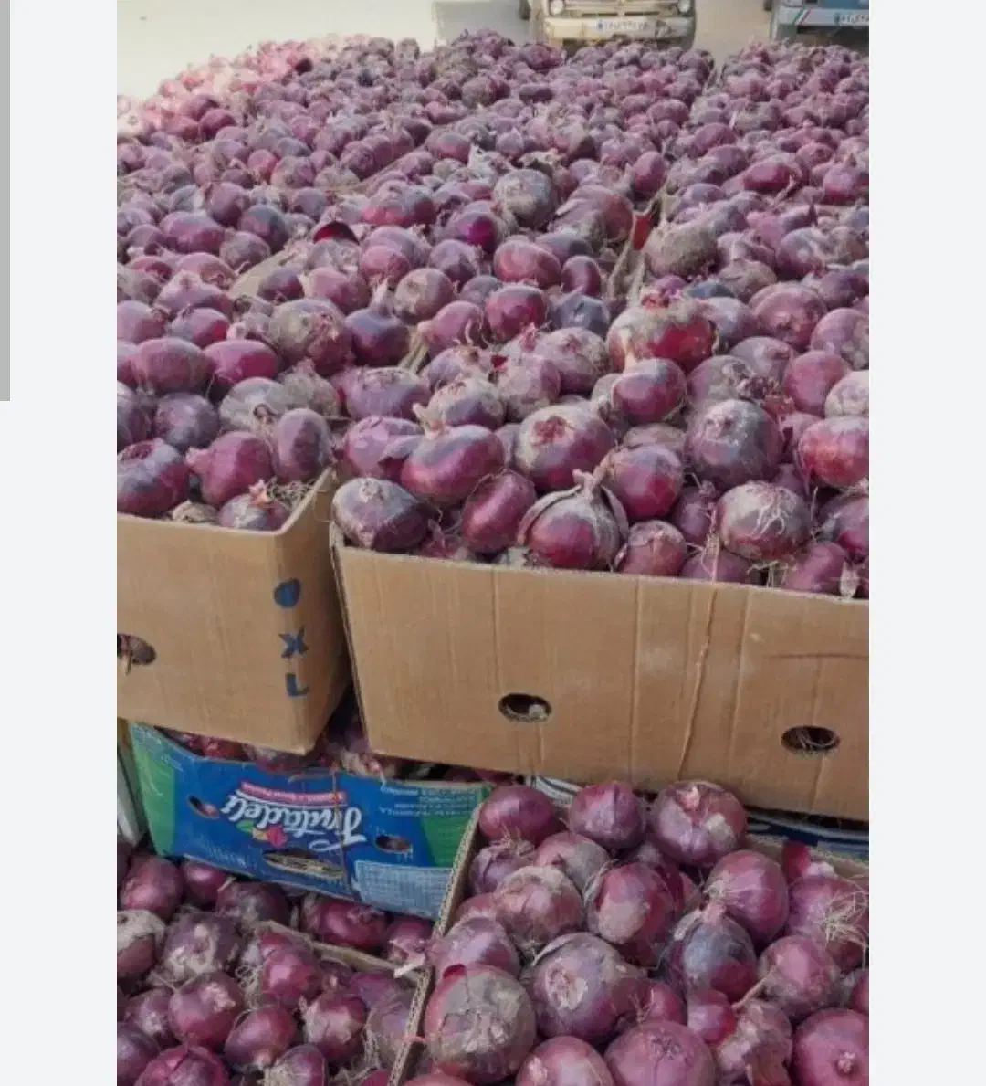 تخم پیاز قرمز بناب تضمینی|گل و گیاه طبیعی|بناب, |دیوار