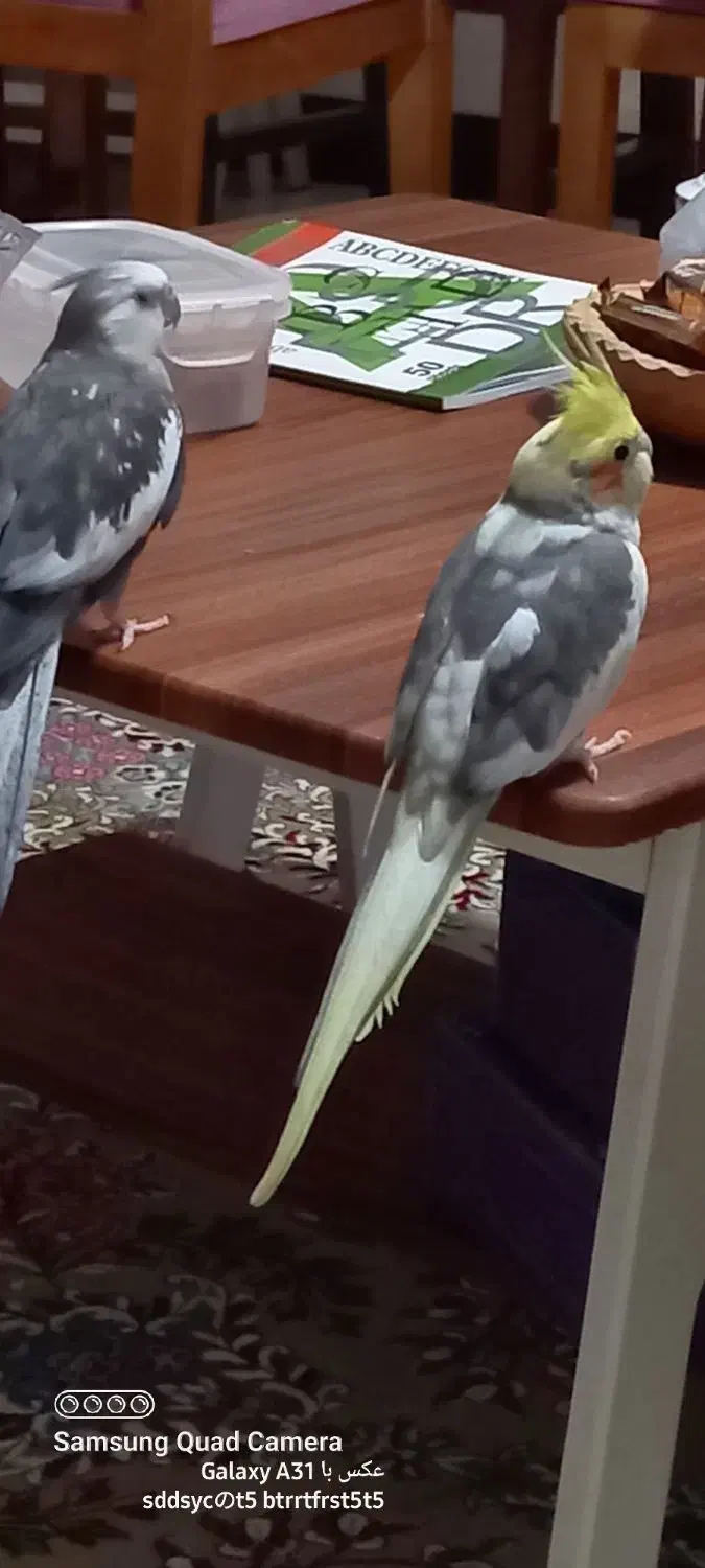 فروش عروس وبریزیلی رام رام|پرنده|چالوس, |دیوار