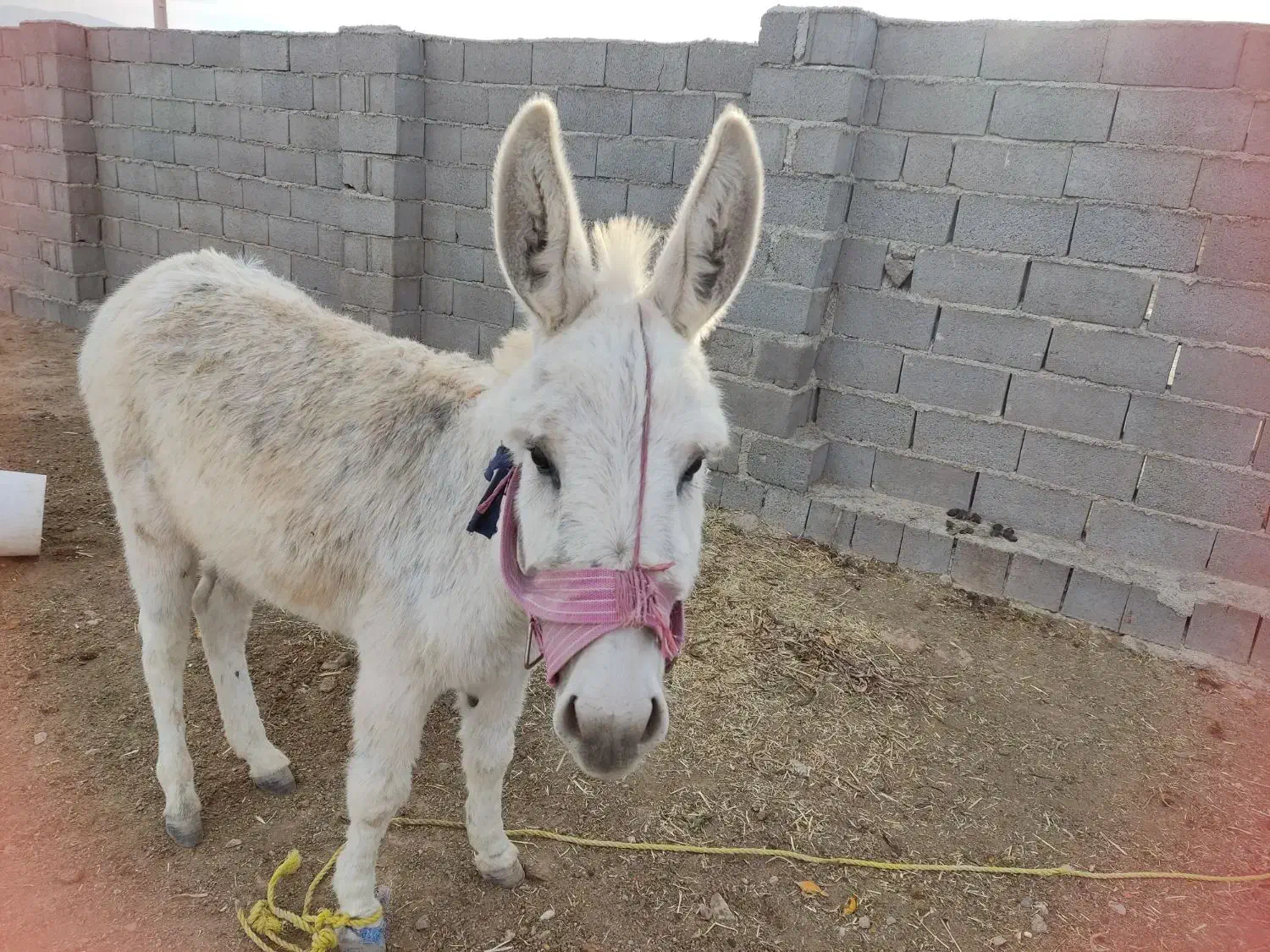 الاغ نر|حیوانات مزرعه|مشهد, امام رضا (ع)|دیوار