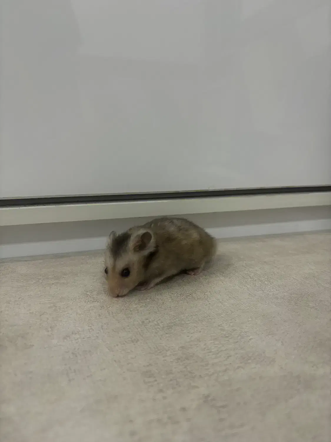 همستر اهلی|موش و خرگوش|اندیمشک, |دیوار