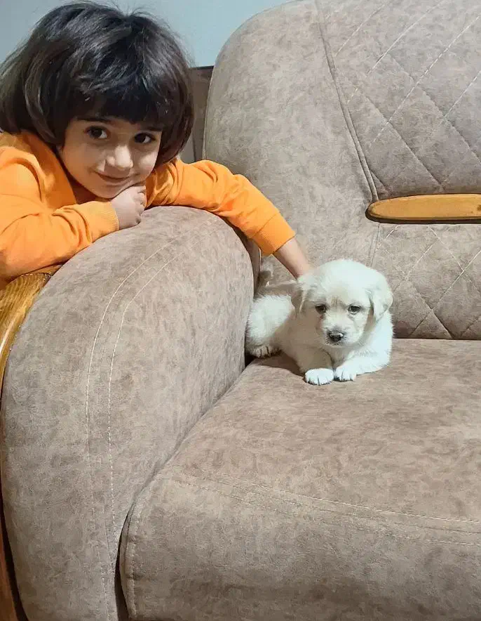 مالتیپو|سگ|تهران, قلهک|دیوار