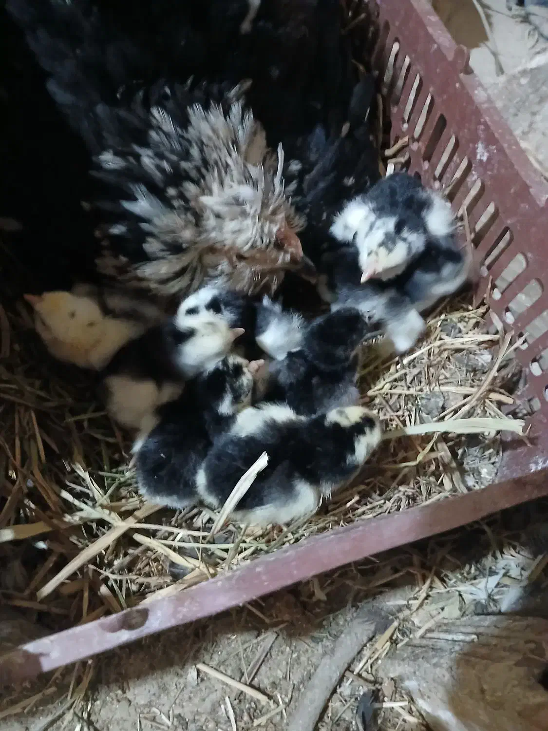 تخم مرغ نطفه دار گلین|حیوانات مزرعه|بهارستان, |دیوار