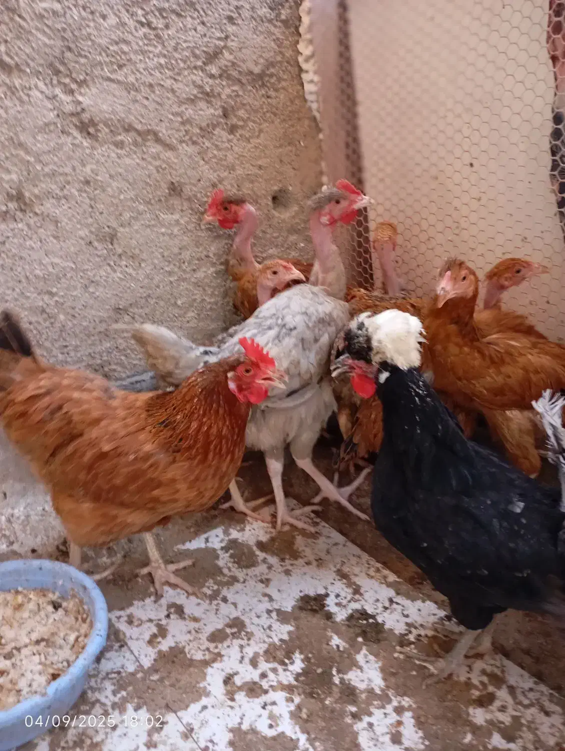 تعدادی نیمچه ۷ ماهه گردن لخت و لاری|حیوانات مزرعه|محمدشهر, محمدشهر|دیوار