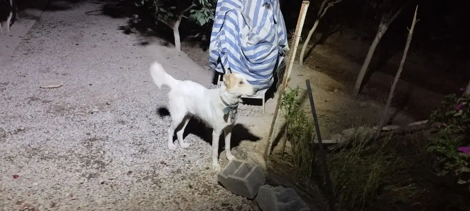 لاس ۲ ساله آدمی سفت|سگ|ورامین, شهرک مدرس|دیوار