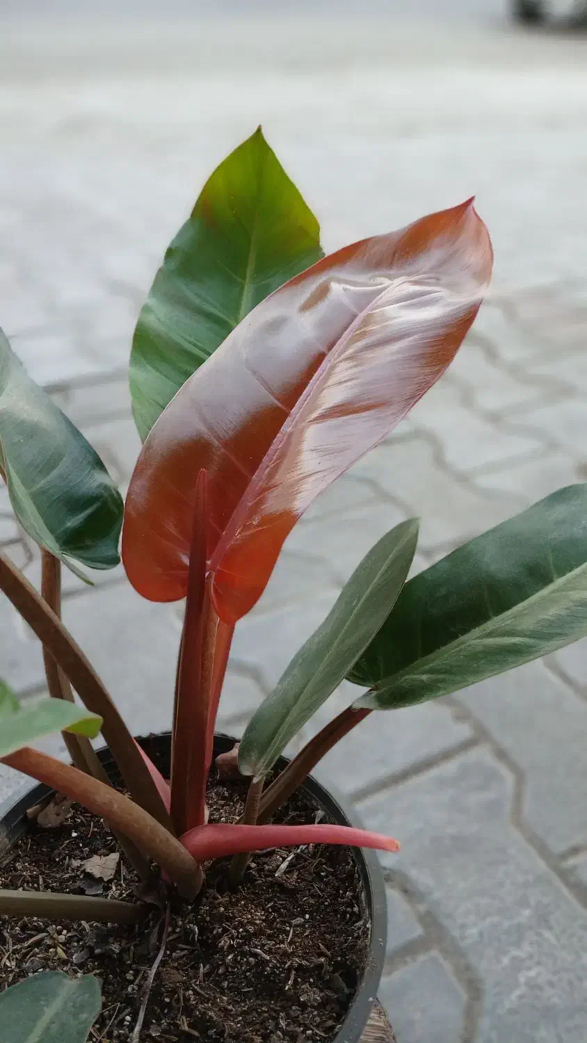 گلهای قطره باران|گل و گیاه طبیعی|لوندویل, |دیوار